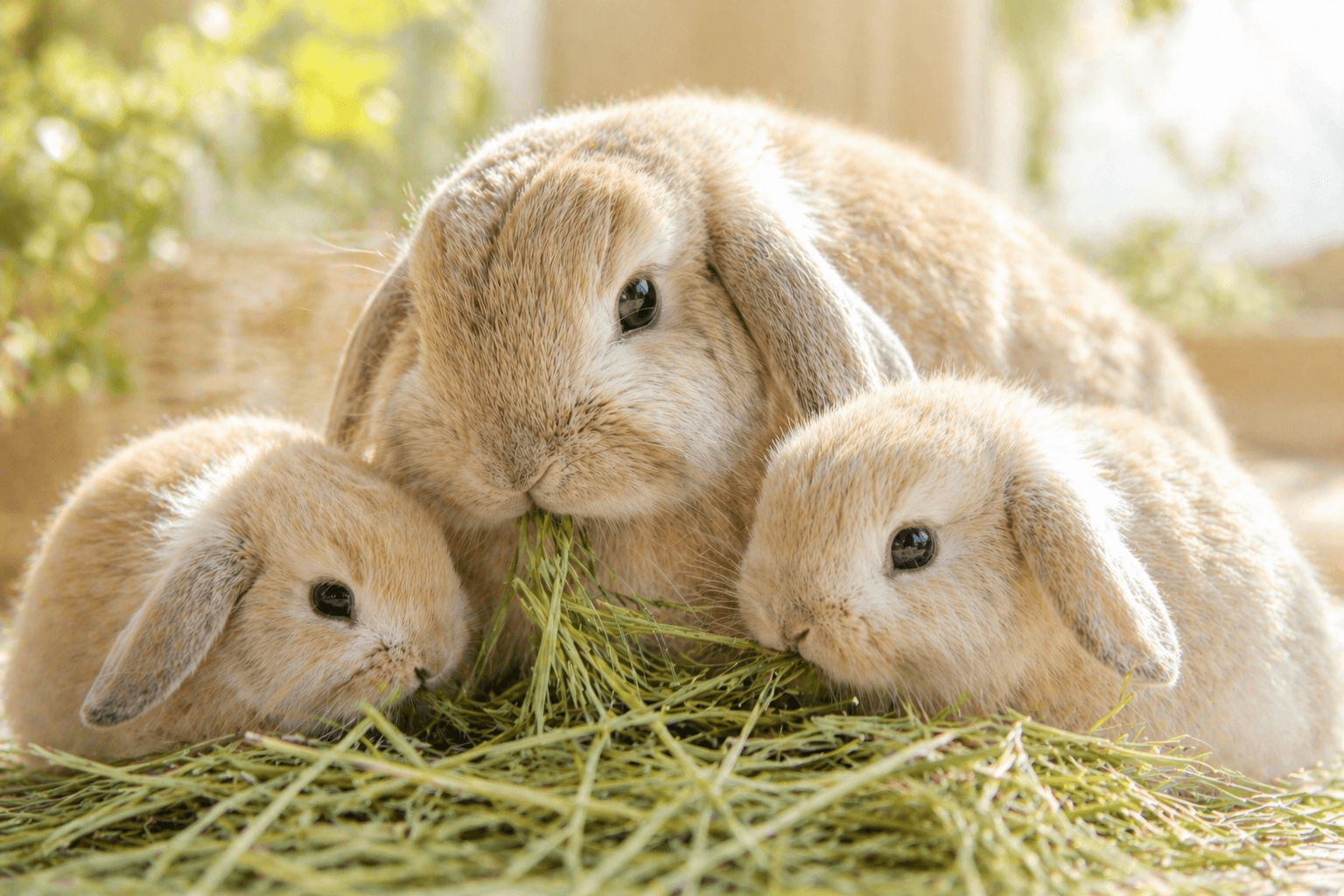 牧草（チモシー）を食べる3羽のうさぎ